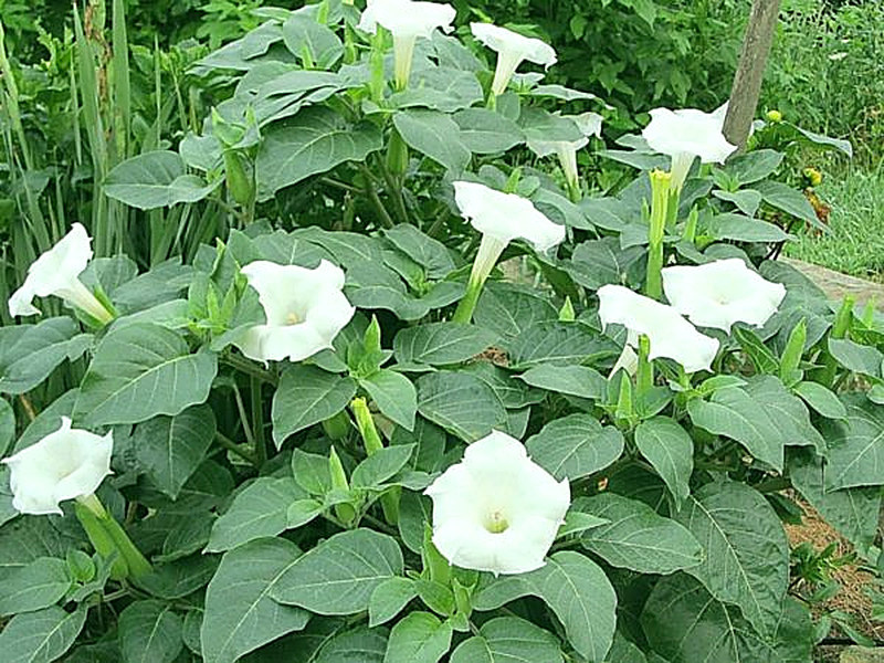 Дурман обыкновенный