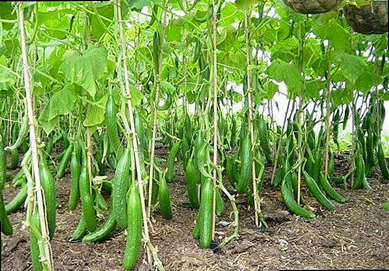Грунтовые огурцы выращивание