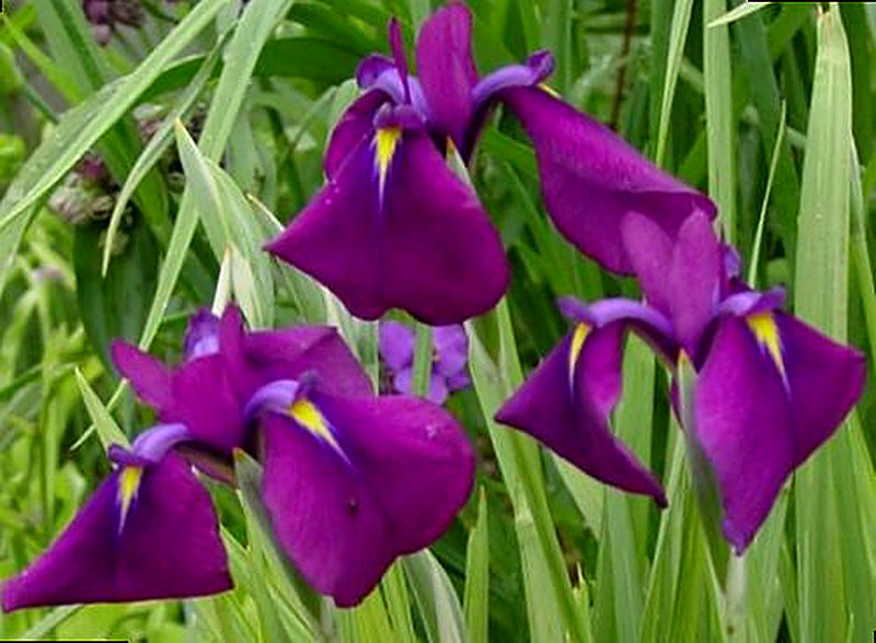 Ирис Кемпфлера