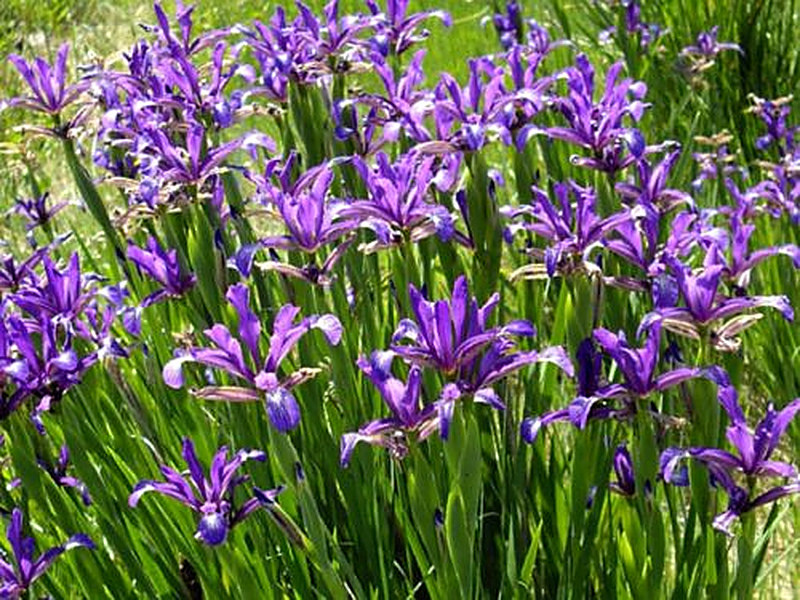 Ирис Спуриа