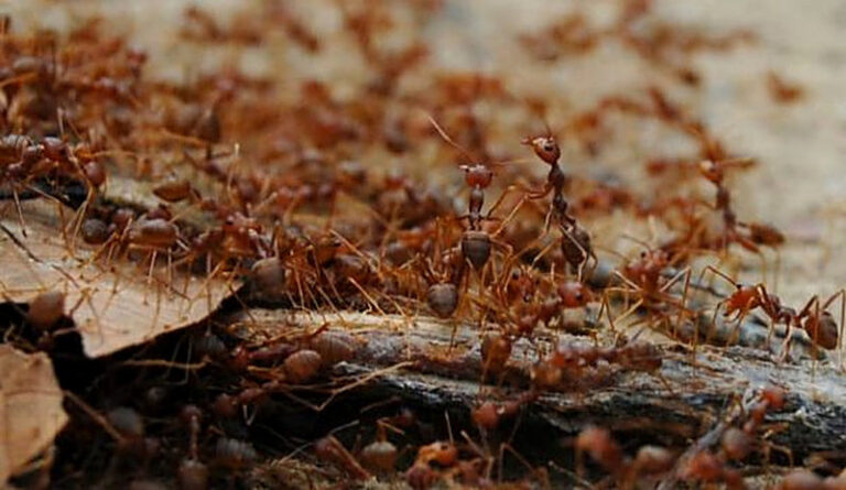 Как бороться с красными муравьями