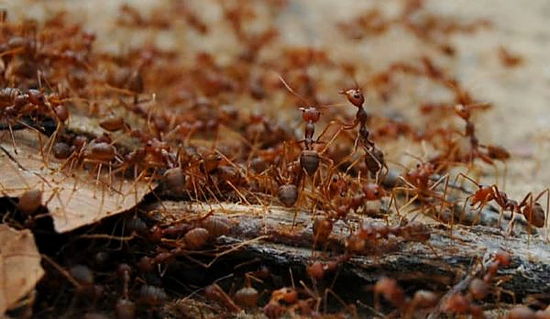 Как бороться с красными муравьями