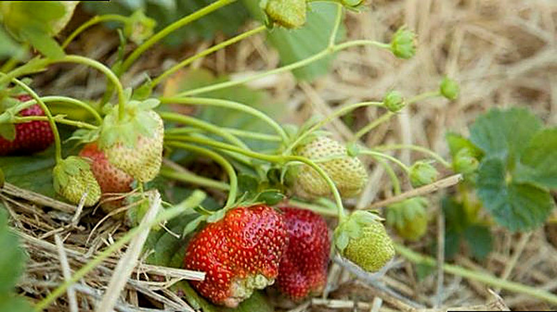 Как бороться с вредителями клубники народными средствами