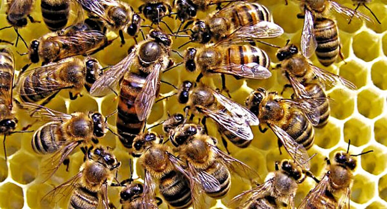 Как подсадить матку в отводок