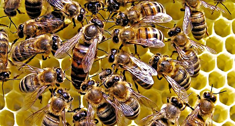 Как подсадить матку в отводок