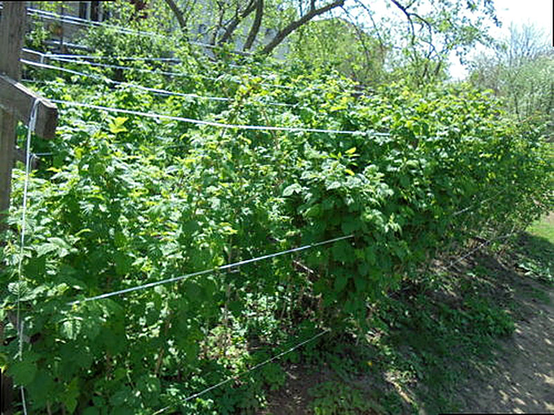 Как подвязать малину правильно