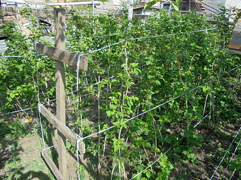 Как подвязать малину правильно