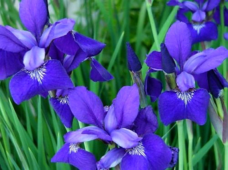 Как посадить ирисы весной
