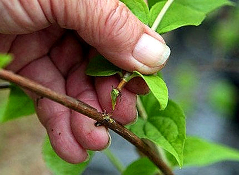 Как размножить жимолость черенками