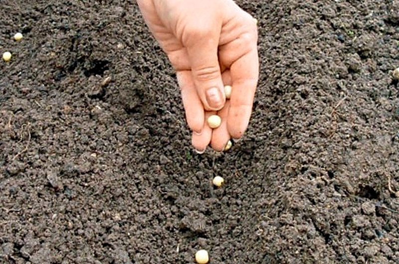 Как сажать зеленый горошек в грунт