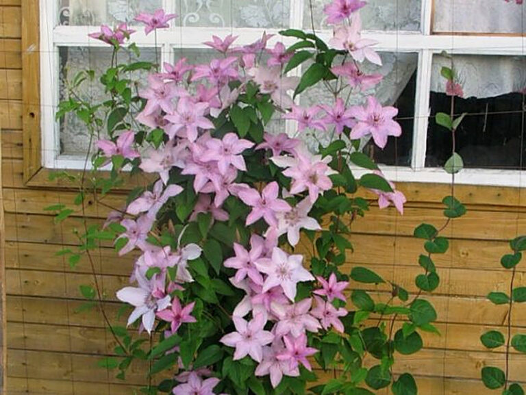 Как выращивать клематисы на даче