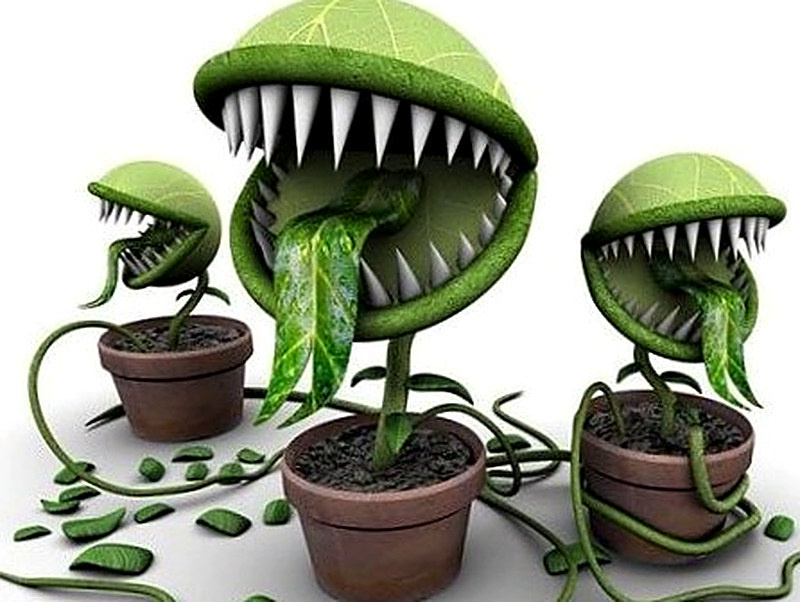 Какие комнатные растения нельзя держать дома