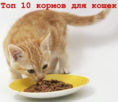 Какой корм для кошек лучше рейтинг