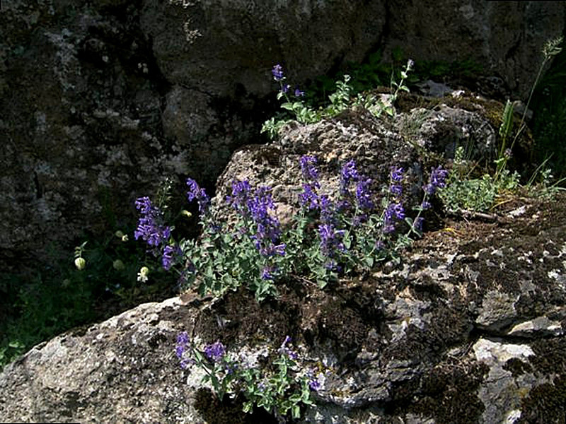 Котовник Муссини