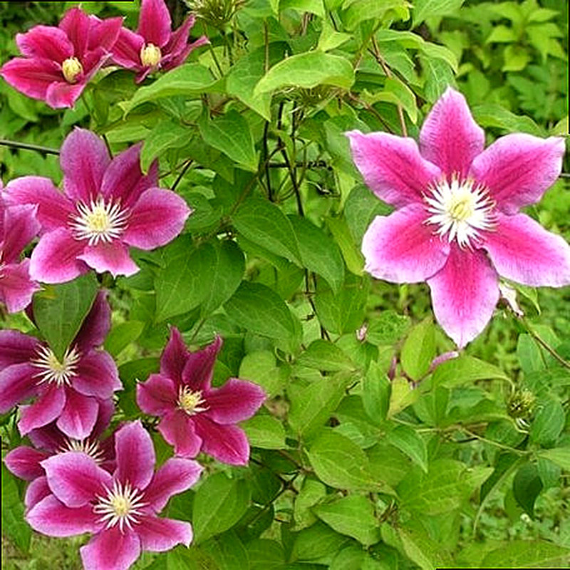 Крупноцветковые клематисы