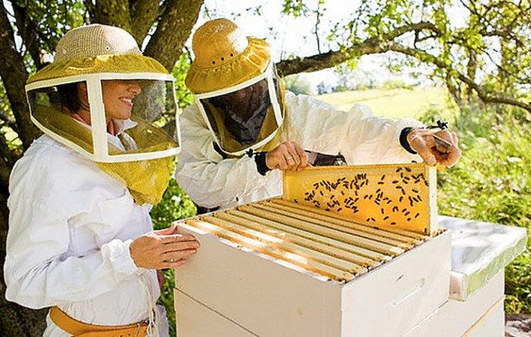 Пчеловодство как бизнес с чего начать как преуспеть
