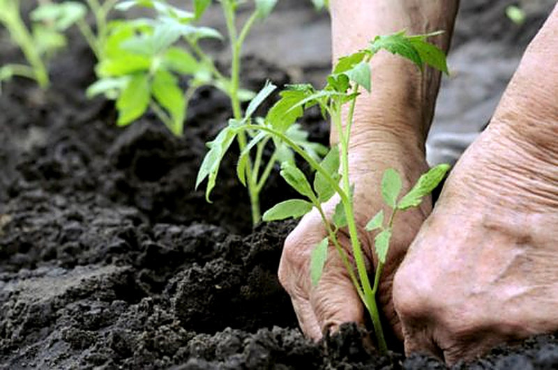 Подготовка почвы под томаты