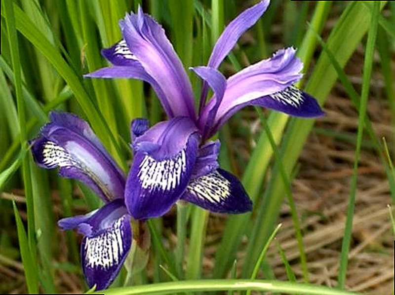 Русский ирис