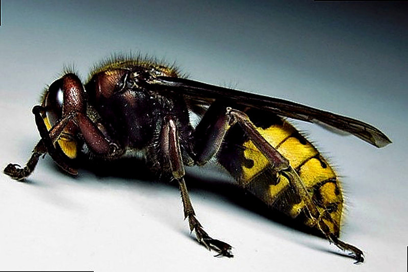 Шершень как избавиться в домашних условиях