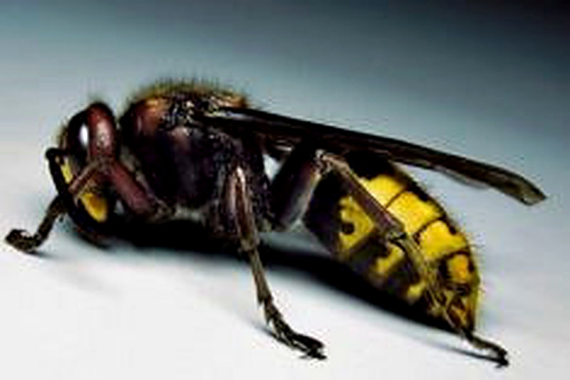 Шершень как избавиться в домашних условиях