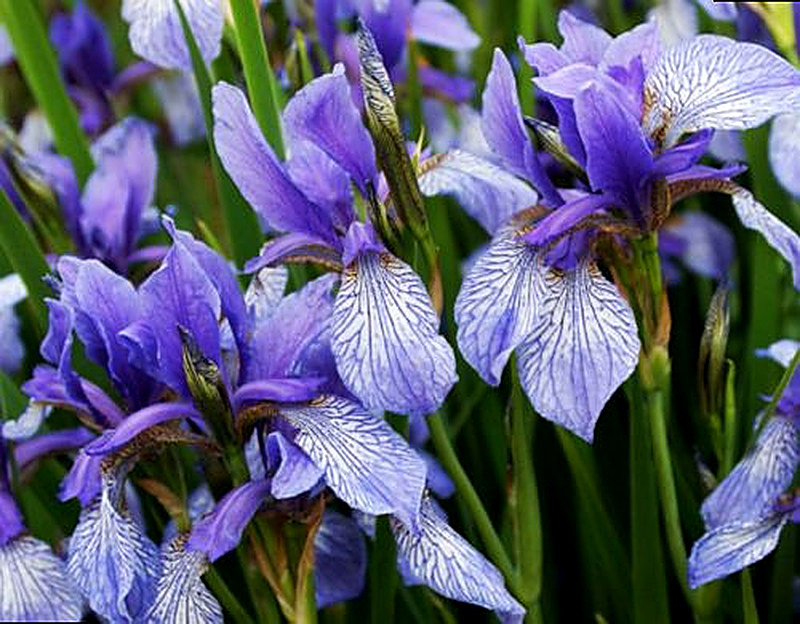 Сибирский ирис