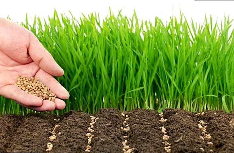 Сидераты когда сеять и когда закапывать