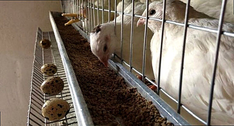 Содержание перепелов в домашних условиях для начинающих