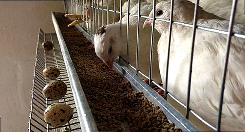 Содержание перепелов в домашних условиях для начинающих