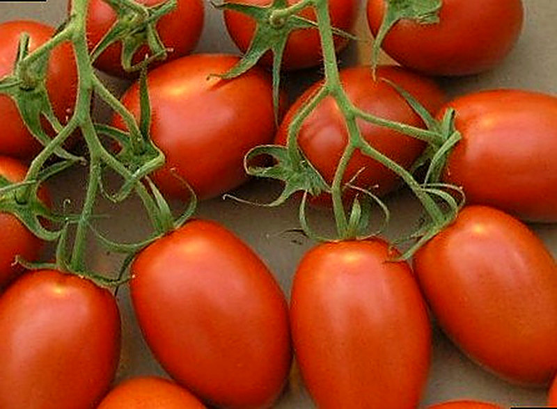 Сорт томата Ред Хантер