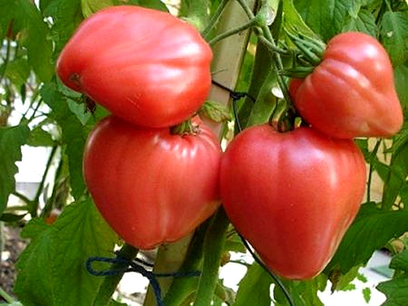 Сорт томатов Бычье сердце