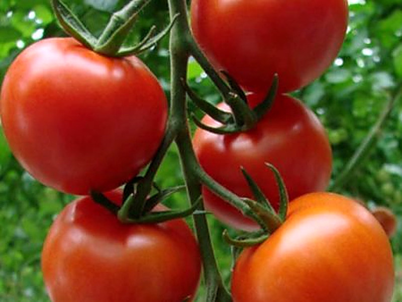 Сорт томатов Санька