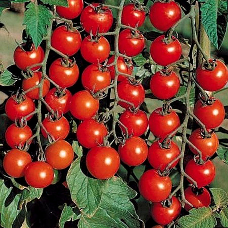 Сорт томатов черри