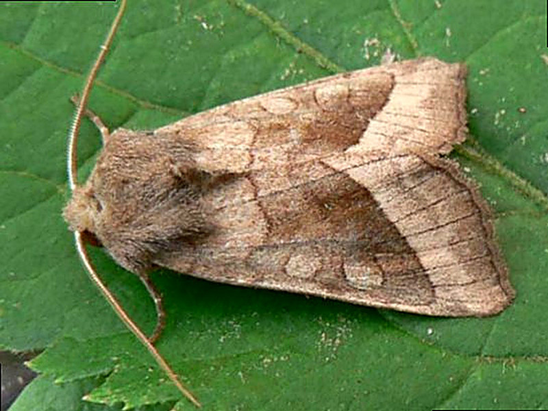 Совка-гамма