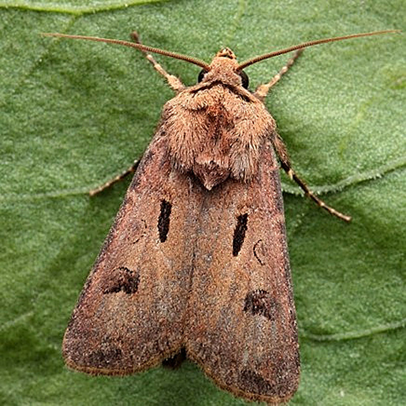 Совка подгрызающая