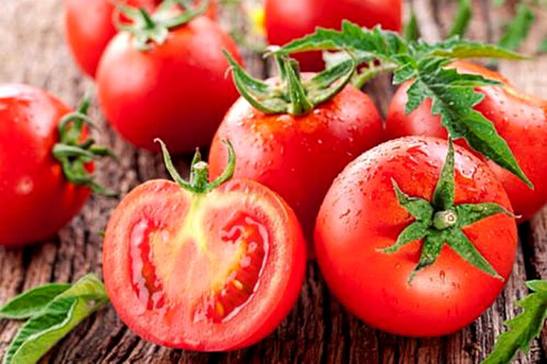 Томаты лучшие сорта для открытого грунта