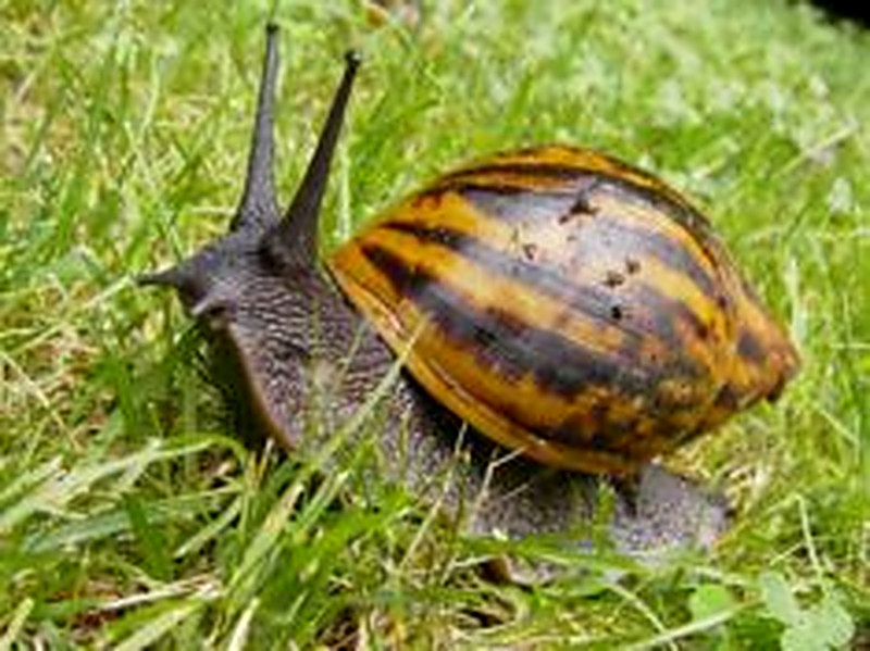 Улитки ахатины польза и вред для человека