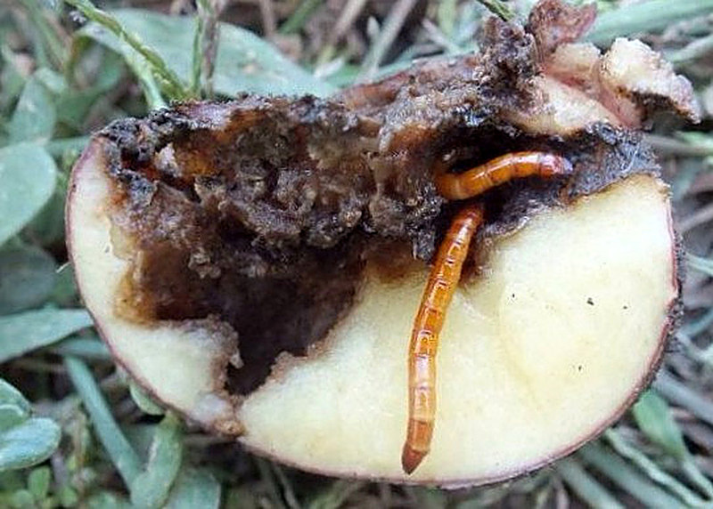 Вредители картофеля фото описание и лечение