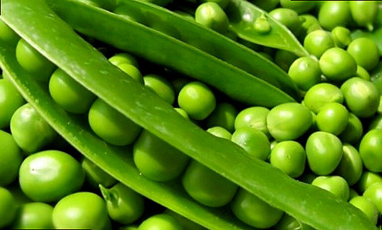 Зеленый горошек посадка и уход в открытом грунте