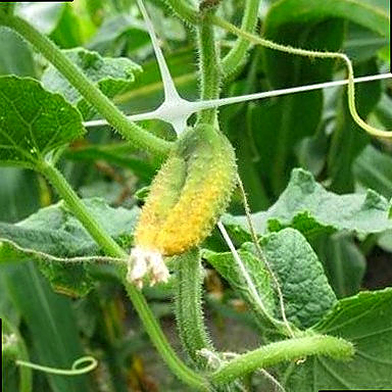 Желтеют завязи огурцов в теплице что делать