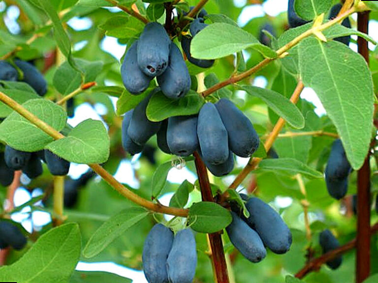 Жимолость как сажать и ухаживать