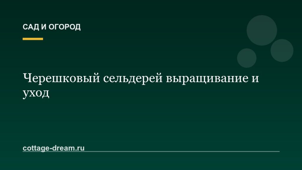 Черешковый сельдерей выращивание и уход