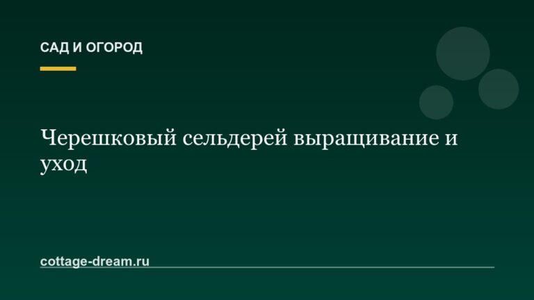 Черешковый сельдерей выращивание и уход
