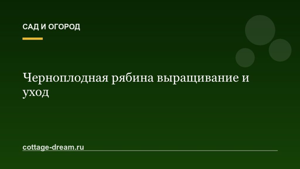 Черноплодная рябина выращивание и уход