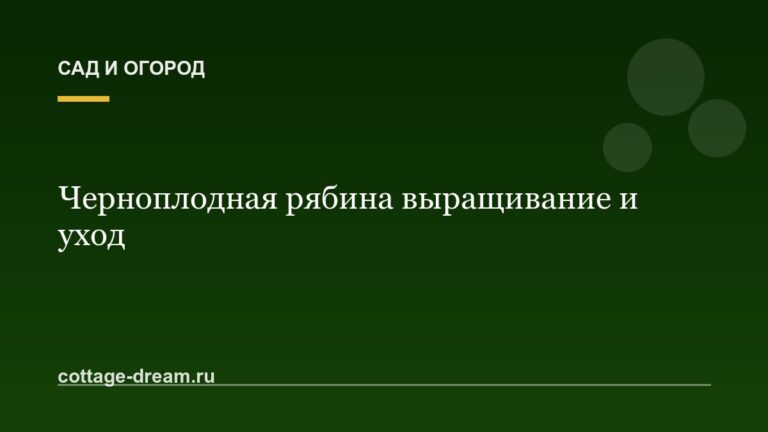 Черноплодная рябина выращивание и уход