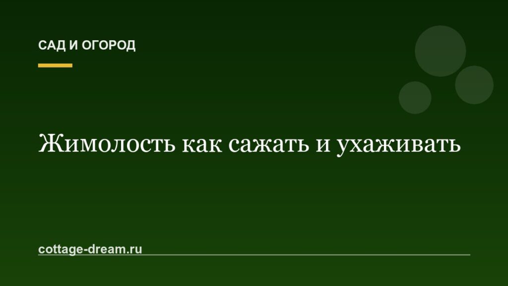 Жимолость как сажать и ухаживать