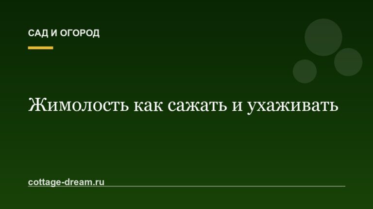 Жимолость как сажать и ухаживать