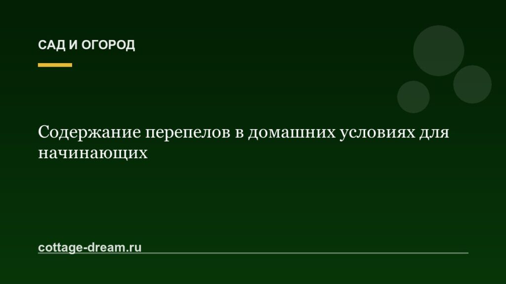 Содержание перепелов в домашних условиях для начинающих