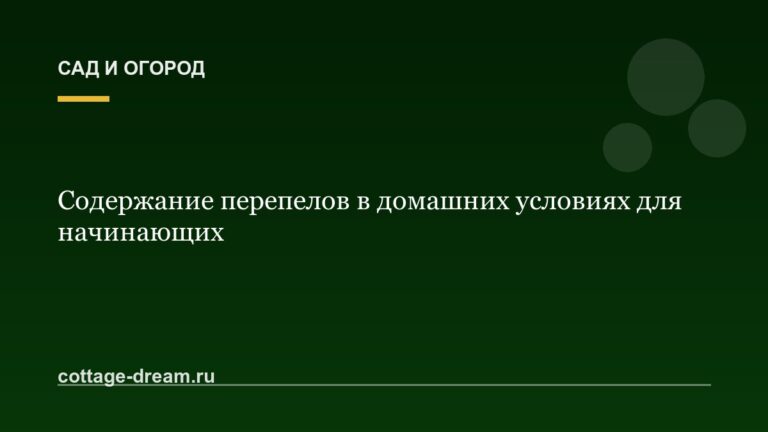 Содержание перепелов в домашних условиях для начинающих