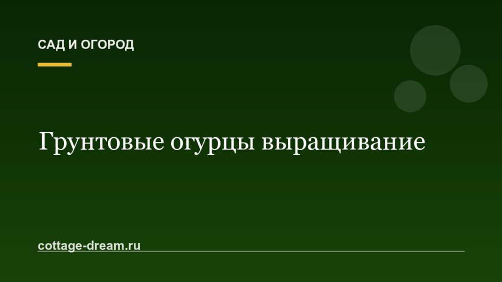 Грунтовые огурцы выращивание