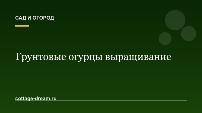 Грунтовые огурцы выращивание
